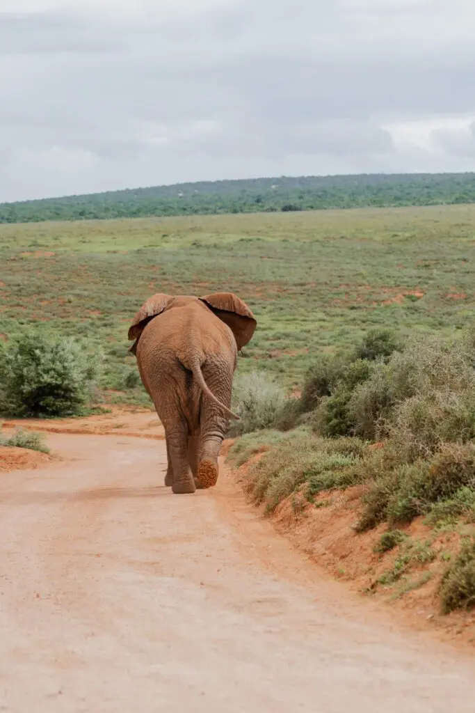 Rondreis Zuid-Afrika