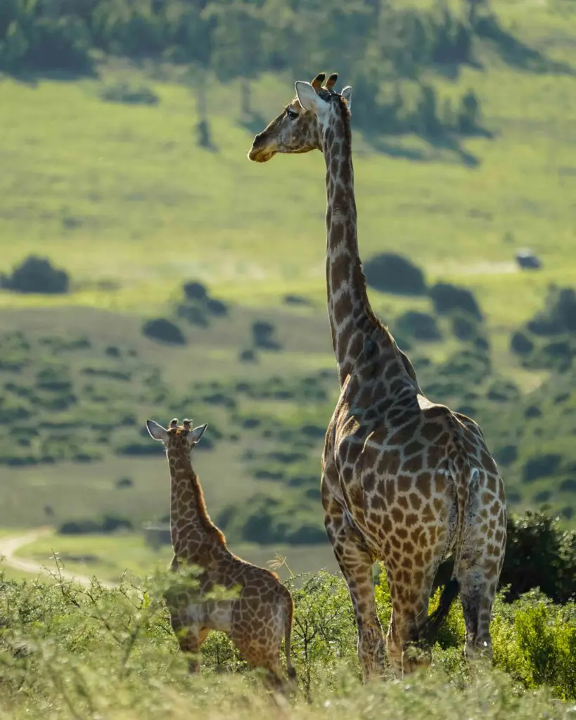 Hoogtepunten in Zuid-Afrika