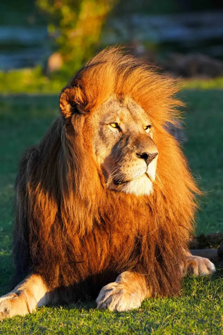 Hoogtepunten in Zuid-Afrika