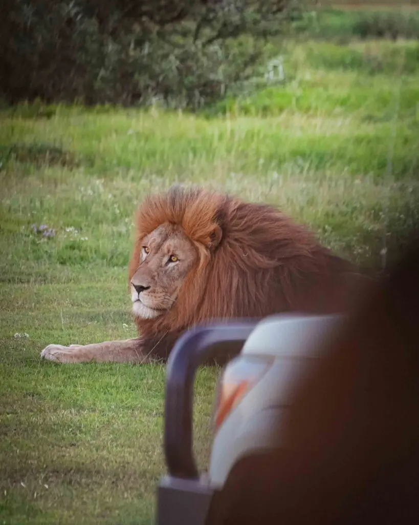 Safari in Zuid-Afrika